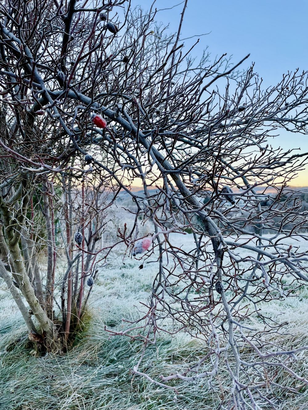 Auf in den 2. Advent